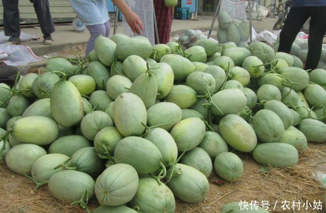 香瓜卖不掉,农民低价卖不掉,城里高价买不起,差