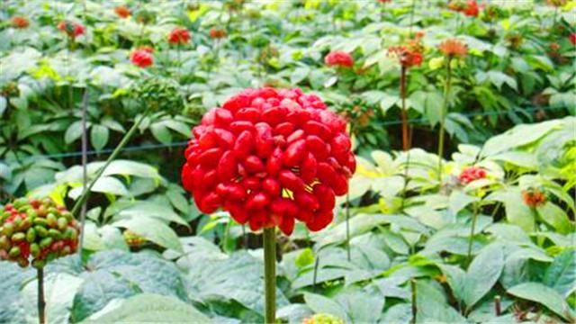  【名贵药材】曾经的名贵药材价格跌至近年新低 种植户无奈亏钱贱