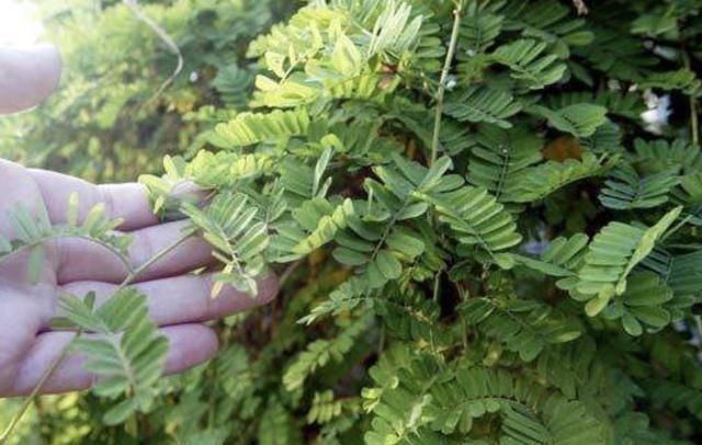  值钱：在深山，有1种珍贵的植物，人称“鸡骨草”，全年可采收，