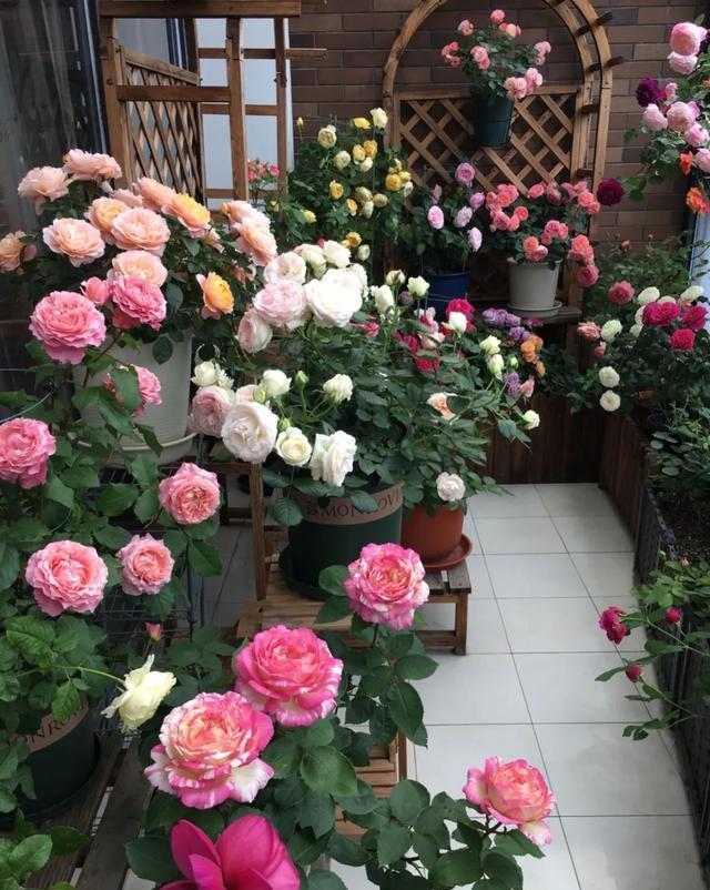 #图片作者#有一颗爱花的心,就算只有个封闭小阳台,也能养出一片花海!