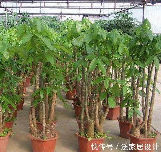  [根部]花卉种植技术：发财树根部腐烂怎么，发财树烂根救治方法步骤！