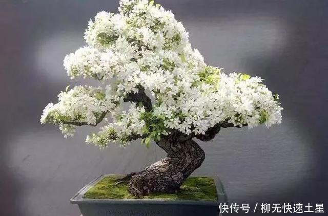  「疏松肥沃」家里种棵果树，能看还能吃，家里老人都爱养！