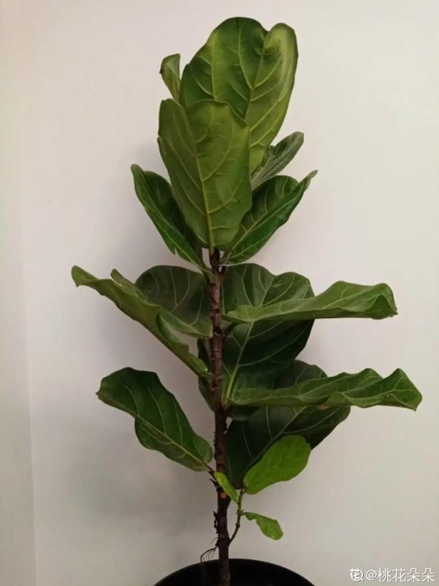  #散射光好#3种树，每月砍1刀，呼呼疯狂冒新芽！