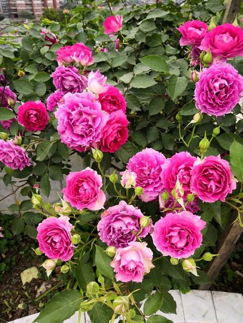  漂亮：此4款花朵不仅漂亮好养，屋里养一盆，花香飘满屋，芳香惹人爱