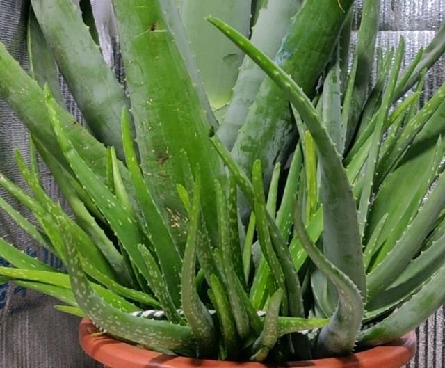  『根部』烂根的芦荟砍一刀，浅栽发根没问题，掌握芦荟养护3要点，养死难