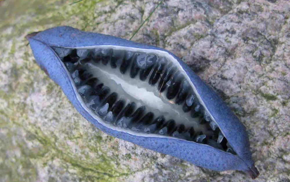  「名字」名字很难听，一般人不敢吃它，但如今却卖20元一斤，见