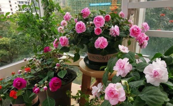  【凤仙花】养盆凤仙花，常年开花，花瓣能染指甲，小时候过家家经常玩
