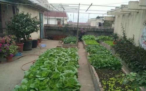  『喂喂』她在楼顶养花种菜，再喂喂鸡，日子过得悠闲又自在！