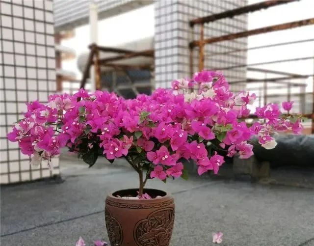  『花开满』夏天养三角梅,花前、花后浇水很关键,做对了,才能花开满树