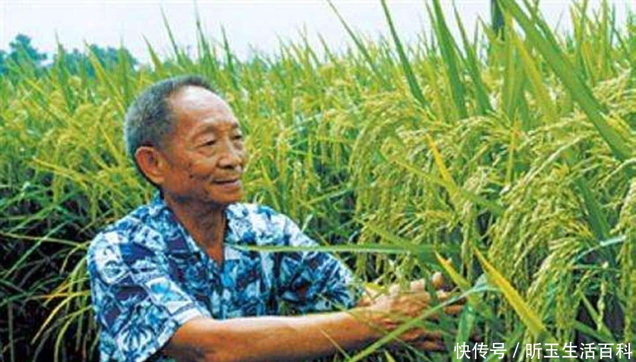  董事长|出任董事长、还有两个目标！袁隆平：我没有想过退休！