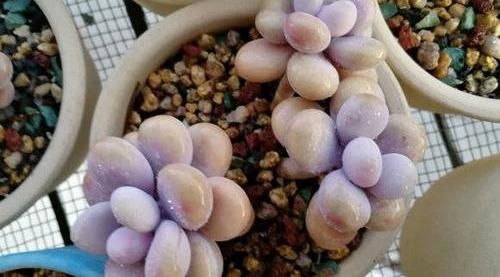 手摸■多肉叶子长白霜,不要用手摸,这毛病要改,摸的勤多肉死的快