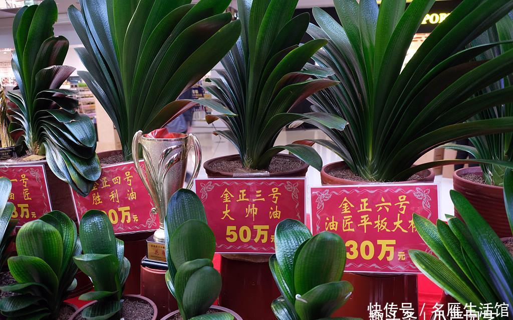 积水烂根■新手养君子兰,这个浇水方法“一劳永逸”