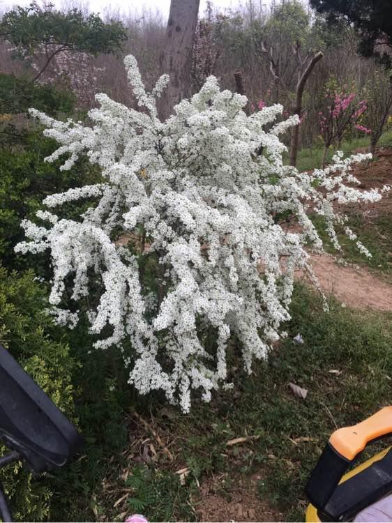 新型观赏花木，花似白雪，开花多、花期长，盆栽也可以，值得拥有