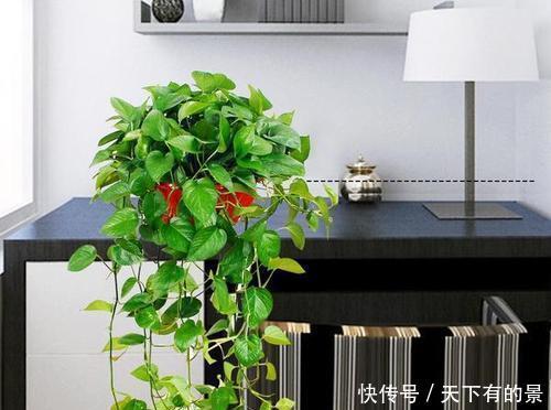 窗前■3种花适合吊起来养,挂在窗前,不占位置,好像绿窗帘!