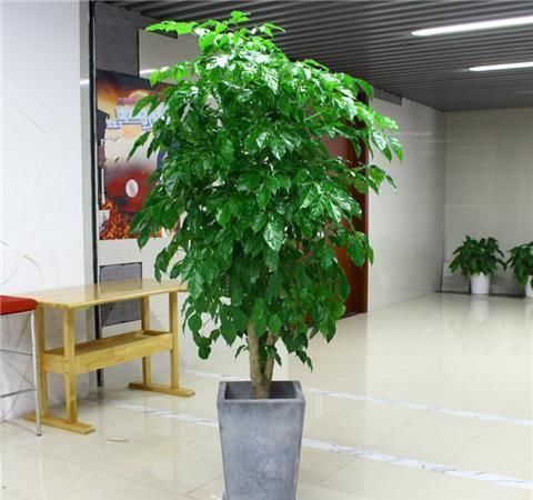  『侧芽』幸福树容易掉叶？学会这4招，侧芽长不停，四季翠绿！