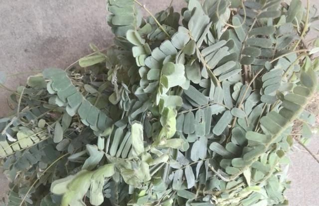  值钱：在深山，有1种珍贵的植物，人称“鸡骨草”，全年可采收，