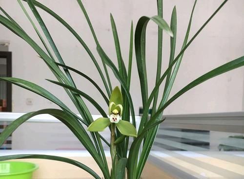  「芦头」兰花芦头只剩一个芽子了还能活吗？水苔捂一捂，一个月有惊喜