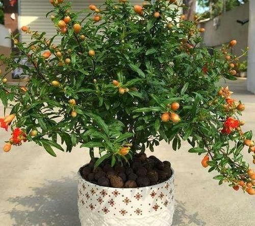  『吃不完』这3种水果，吃完“核”别扔，养成盆栽，来年果子吃不完！