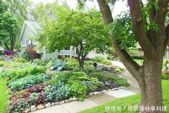 『蔬菜』有个花园不如种菜,菜能吃,花园也美,很棒的!