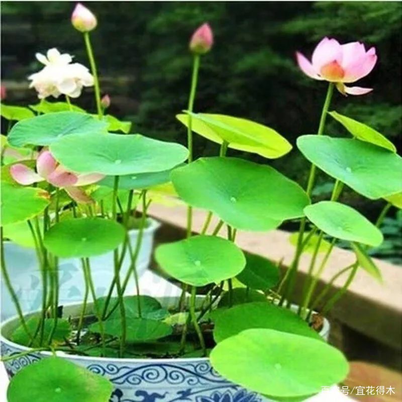 【何在】碗莲为何不开花？原因何在？如何选购和栽培？