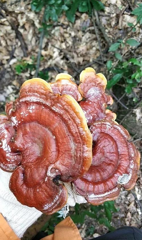  「灵芝」阳台上养灵芝，20块钱买的“灵芝菌”，本来想着玩玩，真长出来了