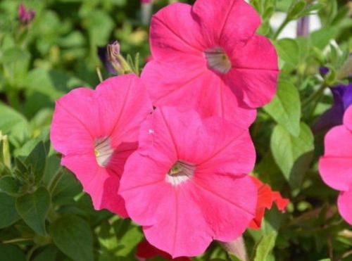  不妨■家里养花，不妨试试这几款，花形别致，开花爆满成花海，懒人专属