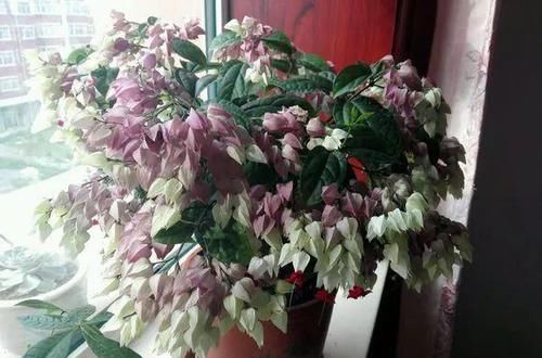  [家里]3种花开像灯笼，典雅大气，人见人爱，放家里真好看！