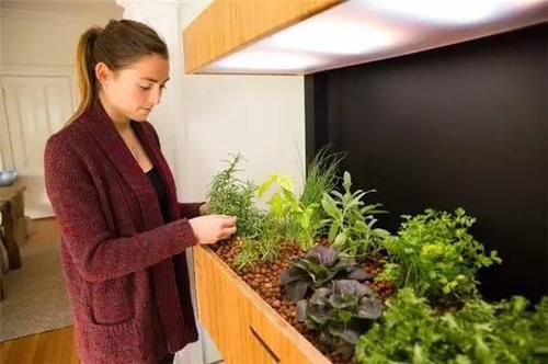  生机■花卉盆摘创意 轻松焕发室内生机