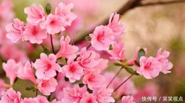  「岁后」最显年轻的三生肖女，老了魅力不减反增，50岁后依旧风韵犹存