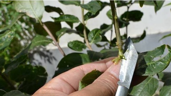  「扦插」学会这种“扦插法”，仅用三角梅的“一根枝”，养出一整盆！