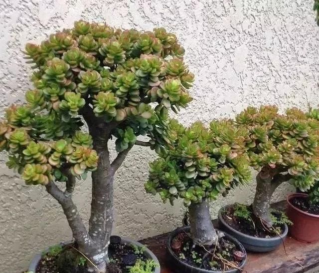  [对玉树]给玉树“造个型”，给它剪剪头，养分“憋一憋”，老桩长成胳膊粗