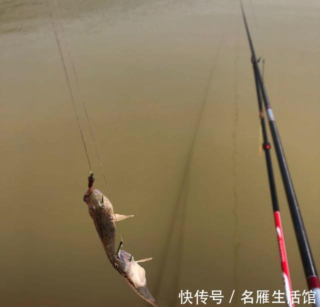 『拿走』“鲢鳙总闹窝,钓起却不能拿走”,玩黑坑最怕遇到这4件事