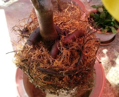  「技术员」买回来带花苞的茶花上盆前到底要不要洗根？技术员有话要说