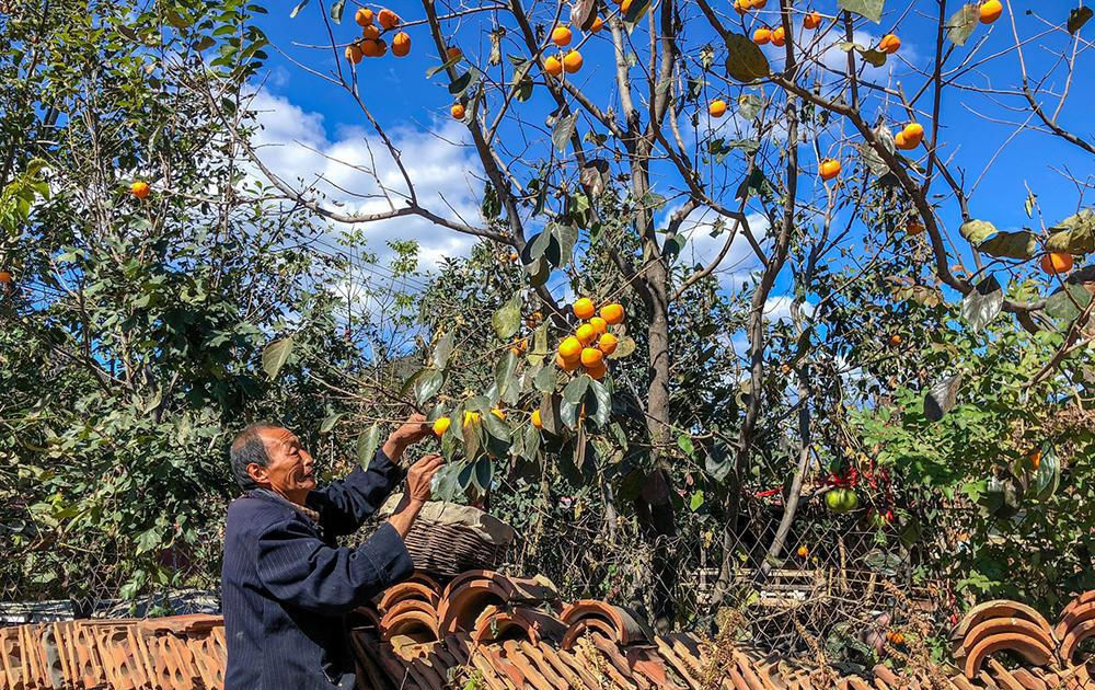  「柿饼」人称肺之果，种一次可吃百年，新鲜的不值钱，晒干后价