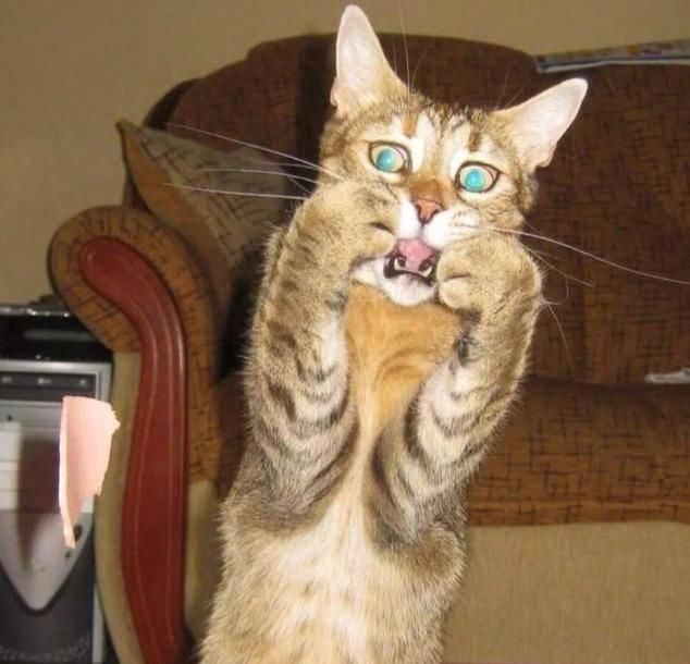  #不瞒你说#不瞒你说，这6种东西对猫咪来说是“克星”，会让它很害怕