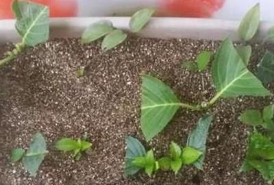  『成活』绣球花4月扦插能活吗