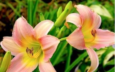  [适合]百合适合什么季节种植(方法和时间)
