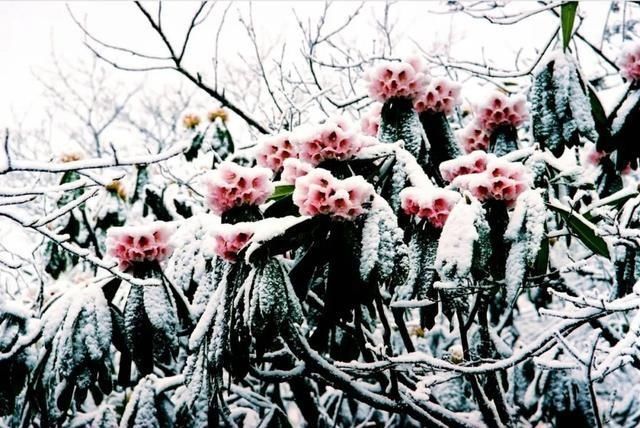  樱花@美惨了！这是洪雅的春天