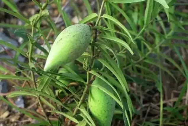  「别称」30种 ·野草的美，你认识几个？