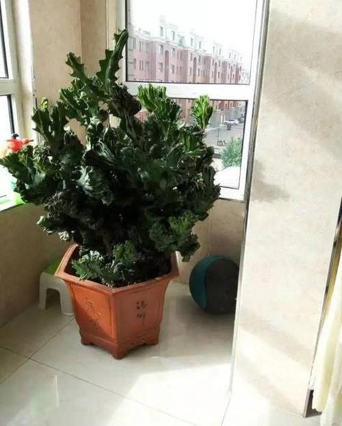  「丑花」养这三种“丑花”，四季翠绿，不开花还带刺，却能招福镇宅