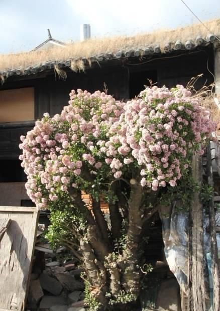  「樱花」在大理，一棵十几年的玉树开花了，简直就是“樱花”难得一见