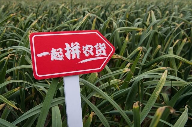 拼多多被网络舆论攻击!旋转剃须刀真相揭露,网友:黑的无底线