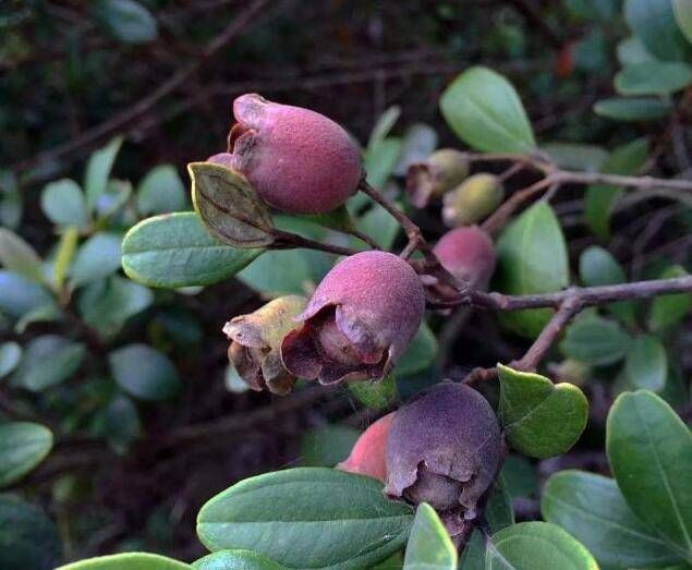  「果实」它珍贵稀少，果实可泡酒“祛风除湿”，若见到记得只采