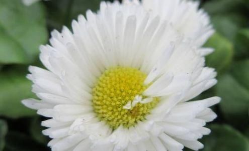  温馨■阳台选花，不妨养这4款植物，好养易爆盆，阳台开花变温馨小花园