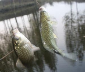  「春季钓鲫鱼」春天的钓鲫鱼线组怎么搭配？掌握下面3点就行