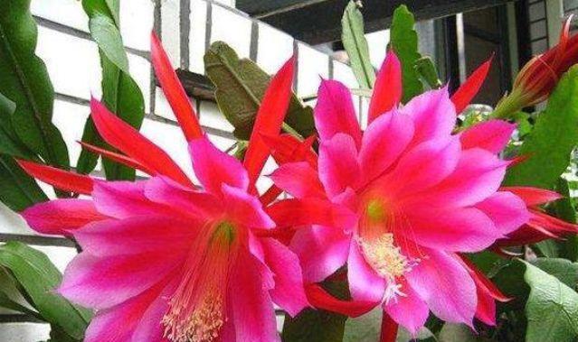 『值钱』养花就养这几种花,好养易活花量大,开花满枝头,越养越值钱