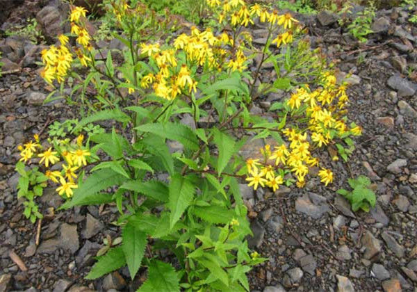 农村路边的木莲草，价钱高的很，我去年卖了2600块，价值珍贵