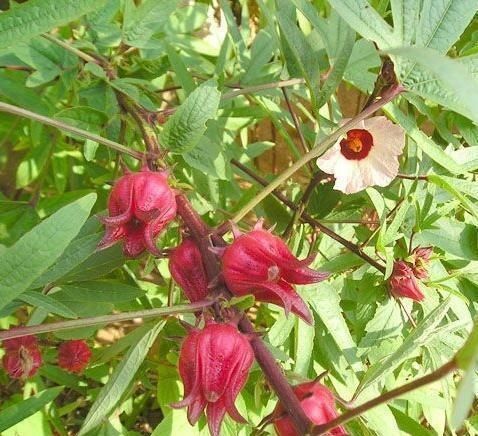  玫瑰：玫瑰茄，又名洛神花，花十分美丽，有“植物红宝石”的美誉
