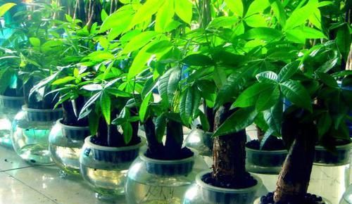 「好运来」养花就养3种花，旺财旺运旺事业，开花好运来，越养日子越红火