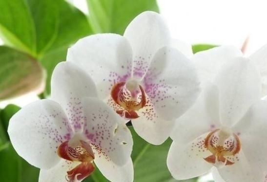 『花芽』天气热，蝴蝶兰要“降降温”，花芽蹿出头，盆盆开成“花蝴蝶”